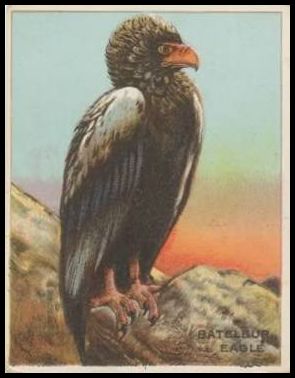 10 Bateleur Eagle
